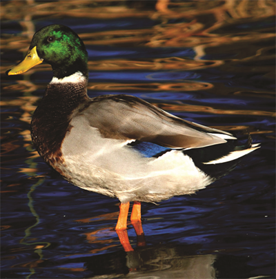 duck in water