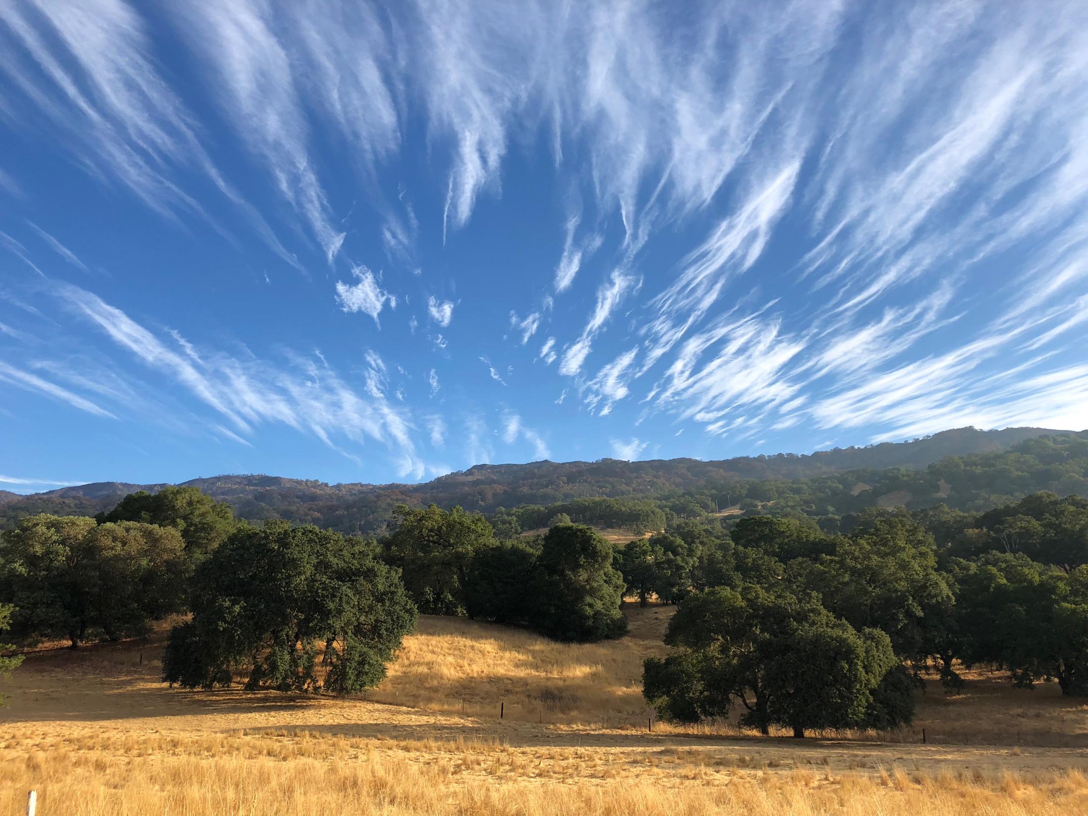 Oak savanna of Russian River watershed