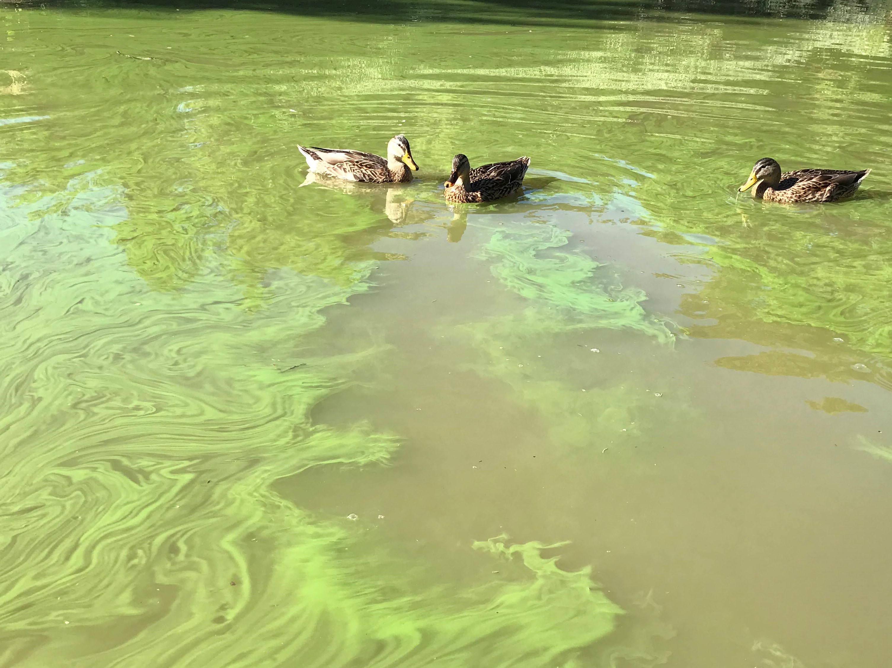 ducks in algae