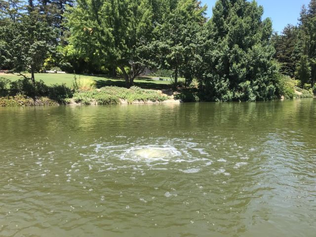 Air bubbles on the surface of the Waterway created by the air-powered circulator.