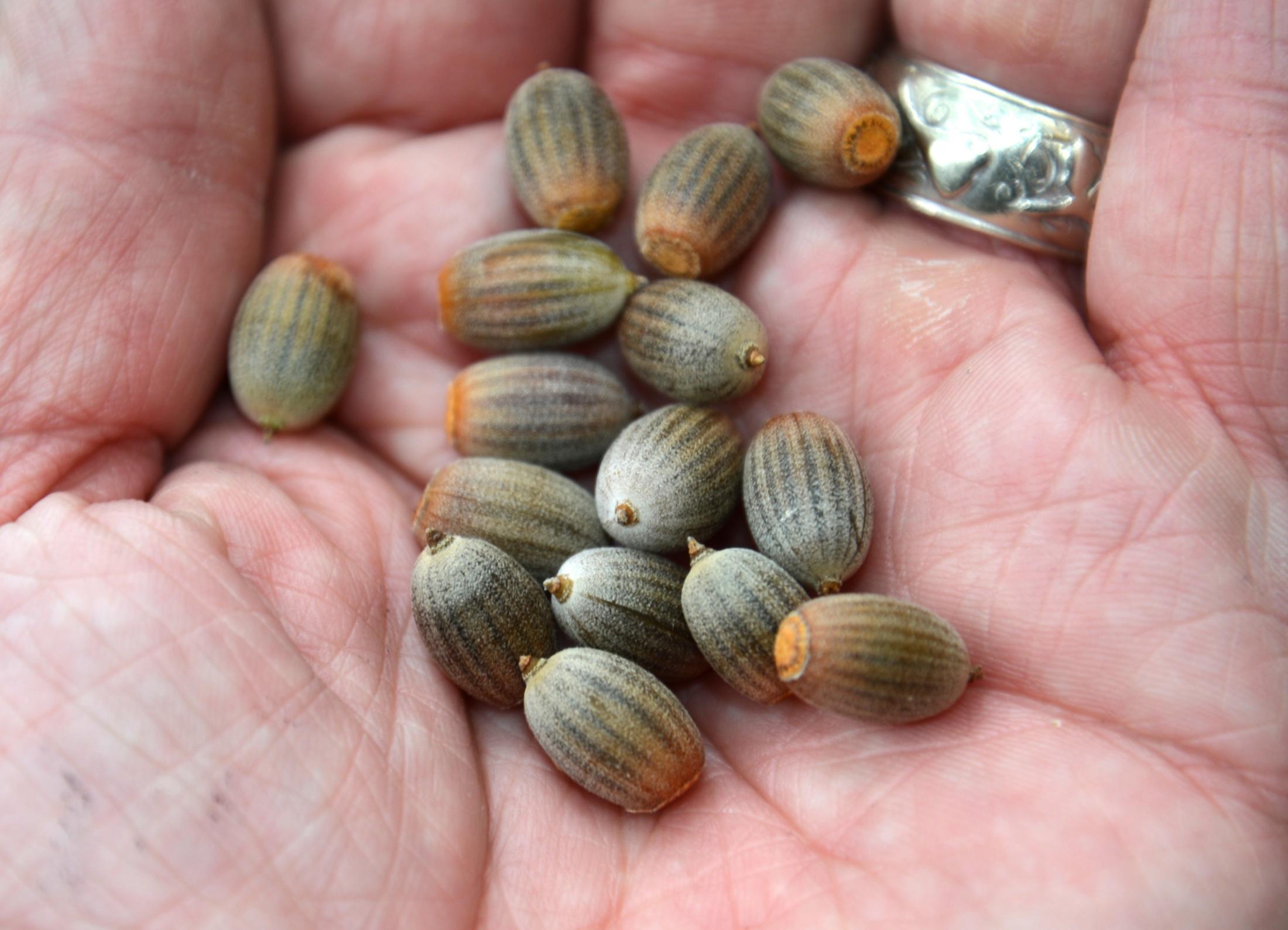 Collected acorns pictured