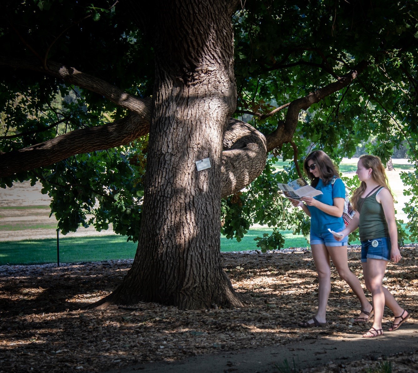 Arboretum visitors using the self-guided tour.