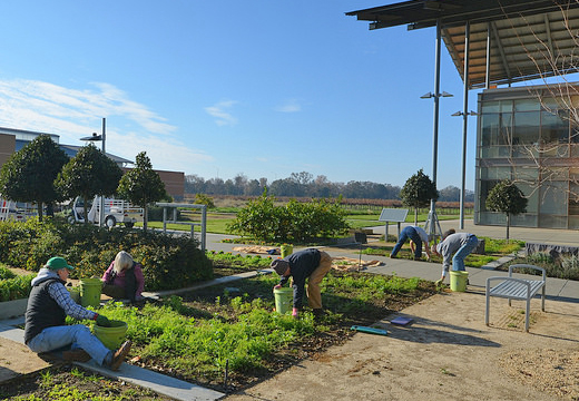 Re-envisioning the UC Davis Good Life Garden post construction