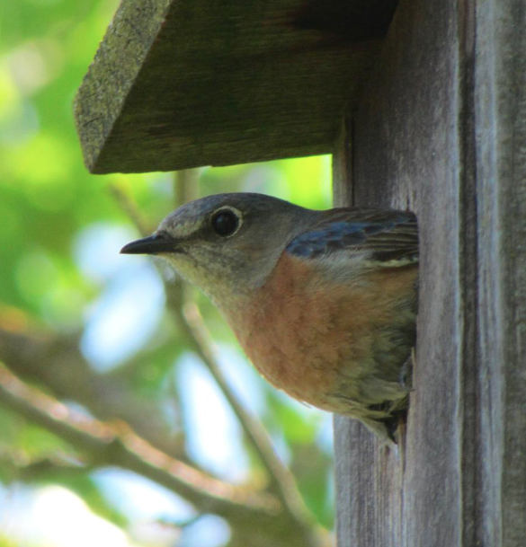Image of bird poking its head out of a bird box.