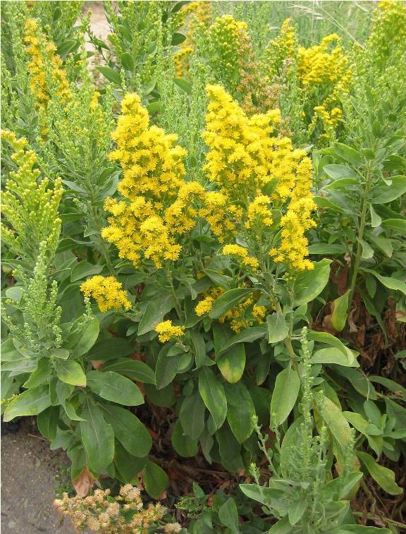 Solidago californica ‘Cascade Creek’, Cascade Creek goldenrod