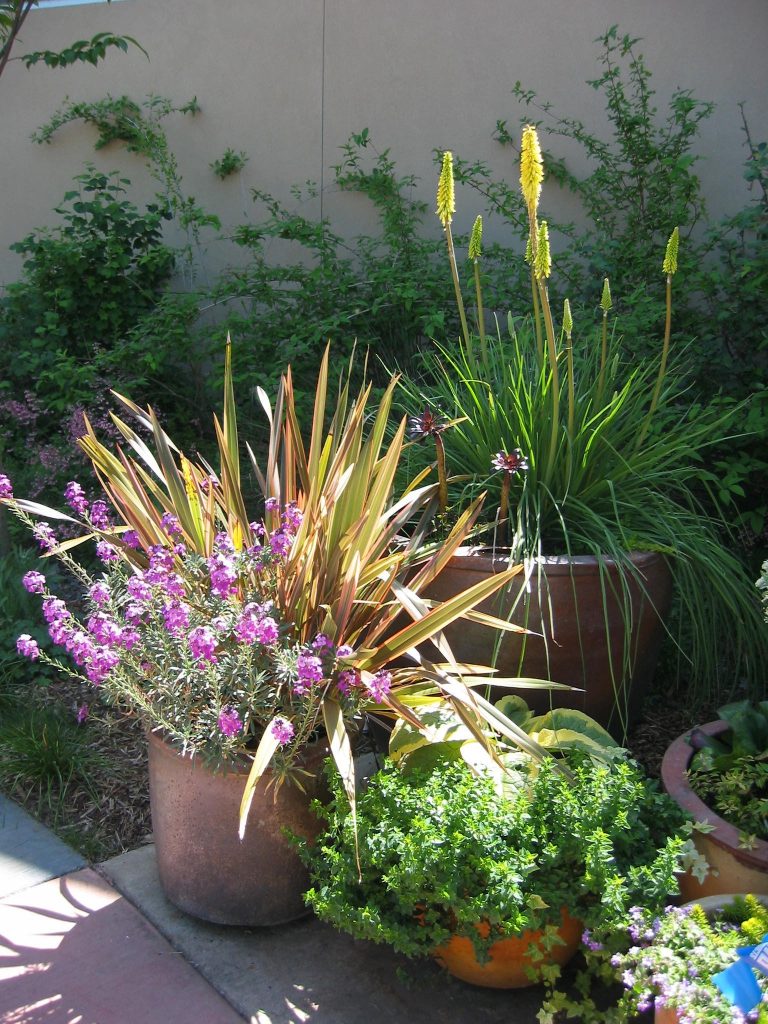 Butterfly bush