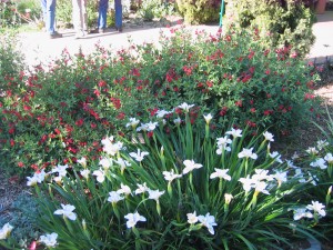 Iris ‘Canyon Snow’ (white flowers in the foreground)