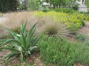 Plants west of Mrak Hall