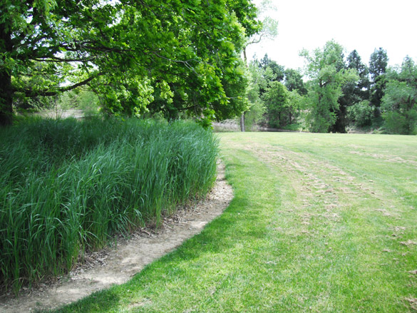 Arboretum Meadow