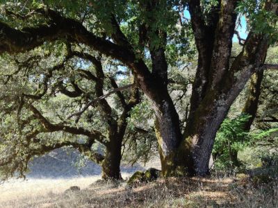 Image of oaks in the California Bay Area.