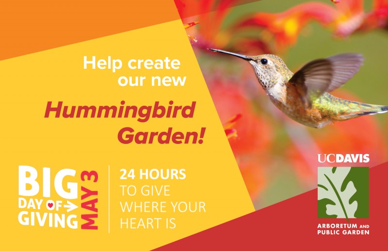 Hummingbird garden postcard