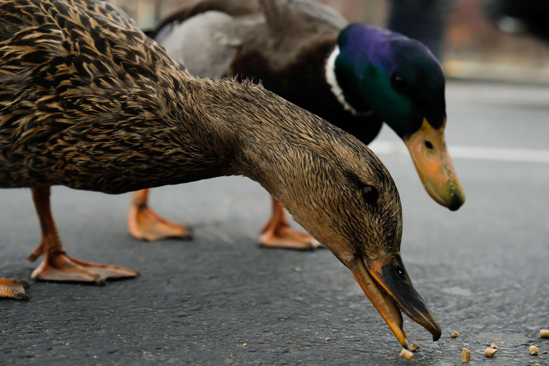 ducks feeding on pellets