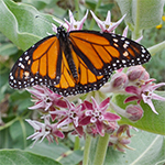 Image of a butterfly on milkweed