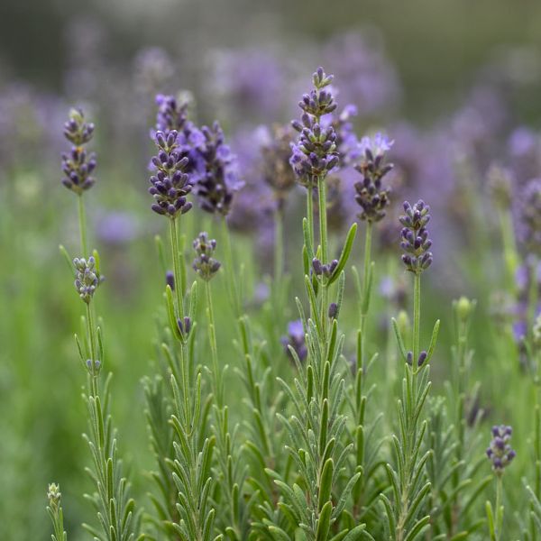 Arboretum flower