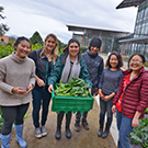 Edible Landscaping