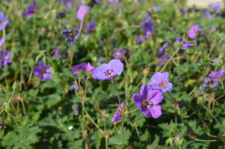 Geranium