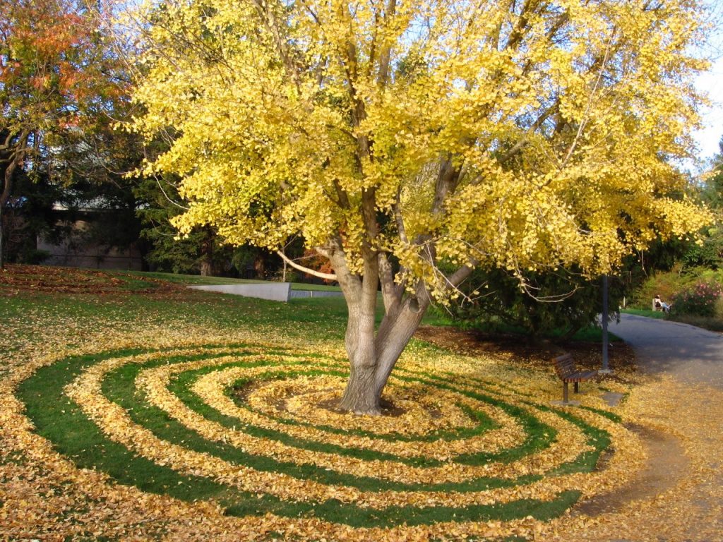 Gingko tree rings