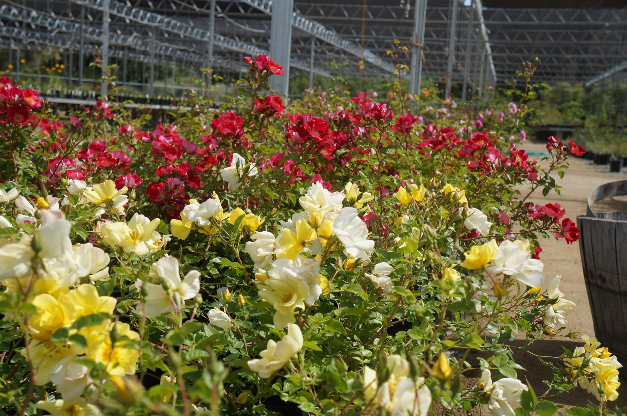 UC Davis Arboretum Plant Lists