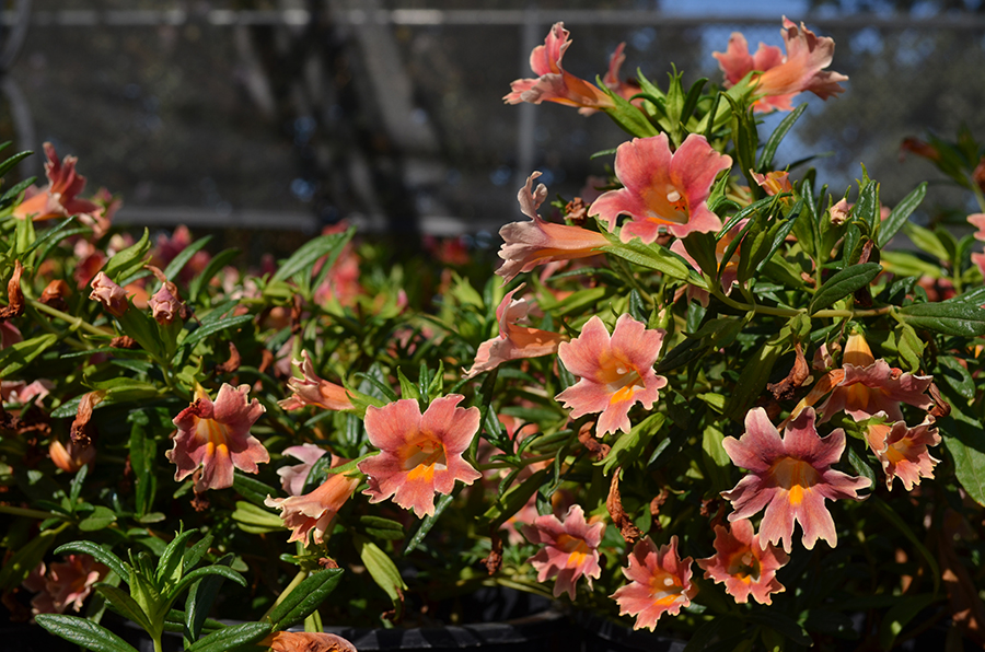 Monkey flower
