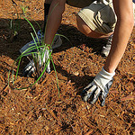 person mulching