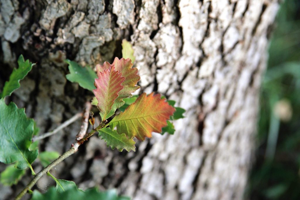 oak leaves