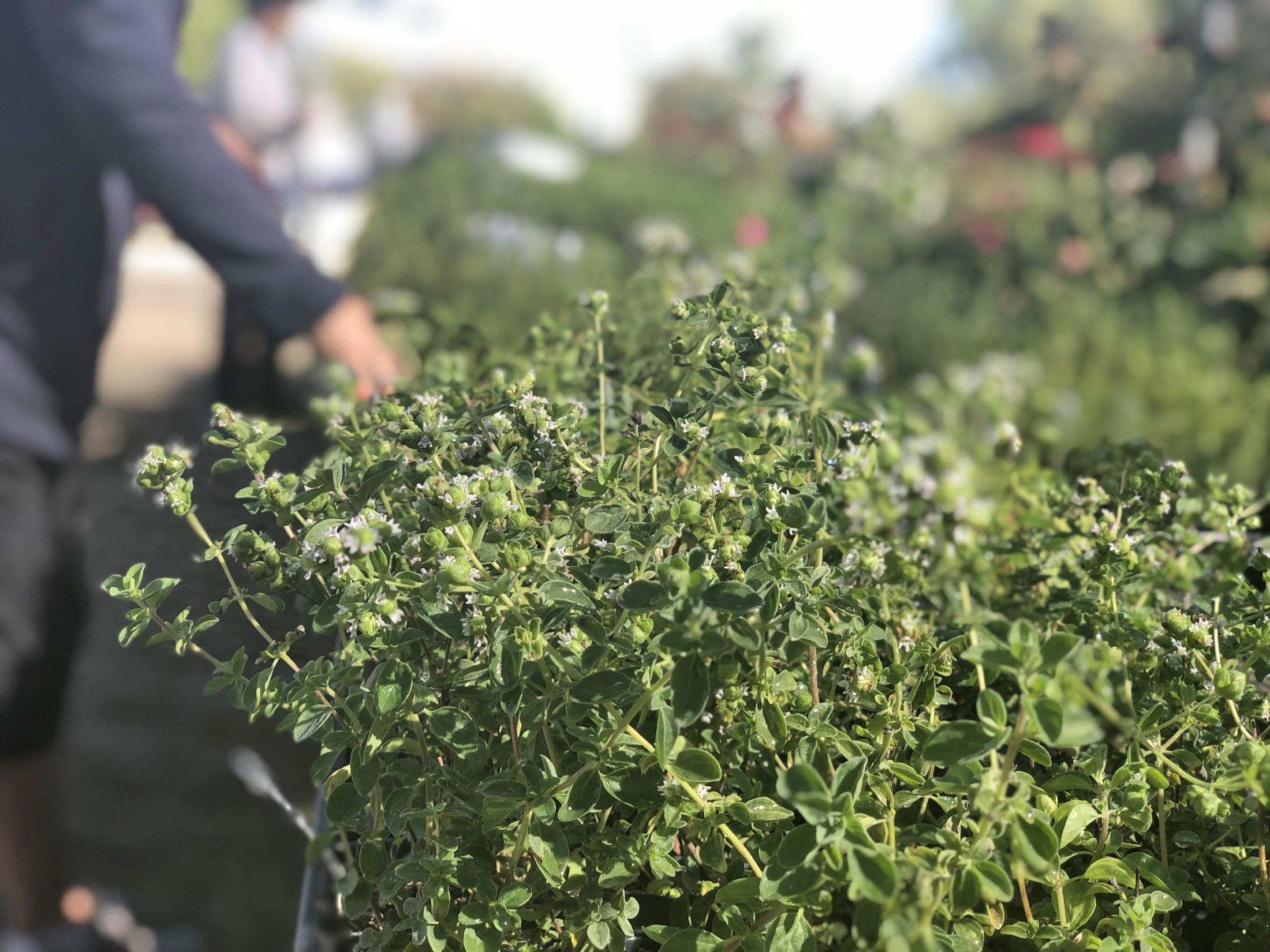 Image of oregano