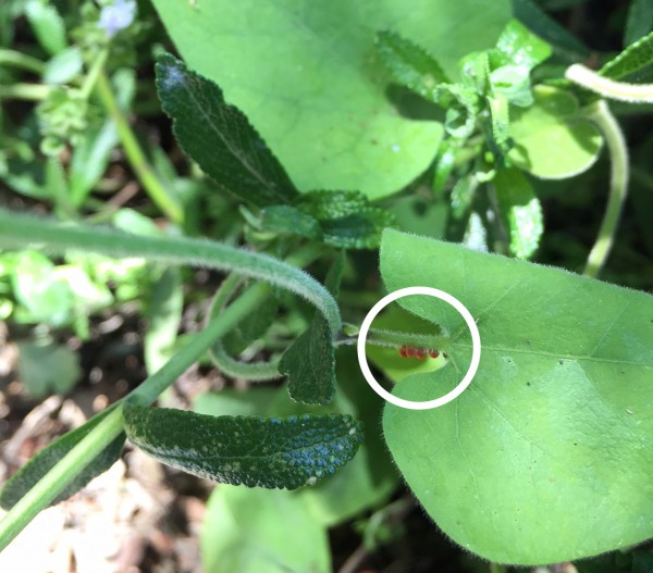 California Pipevine provides home for swallowtail eggs and caterpillars