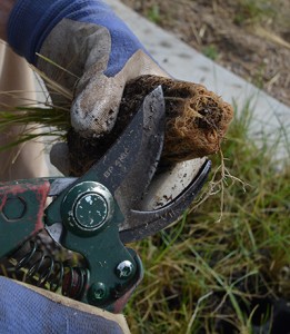 Planting grass plugs