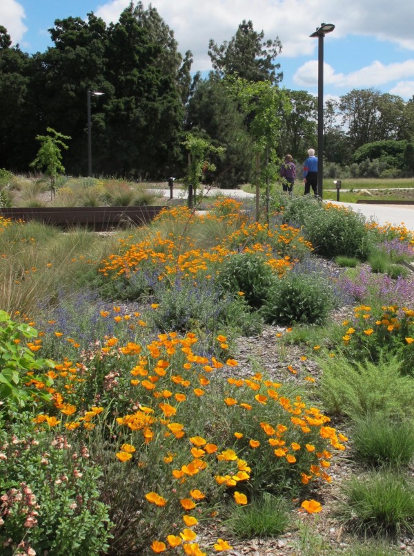 Plants surrounding Putah Creek Lodge parking lot