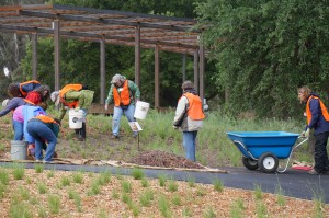 Volunteers installing native plants