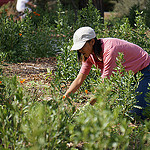 woman tending to plants