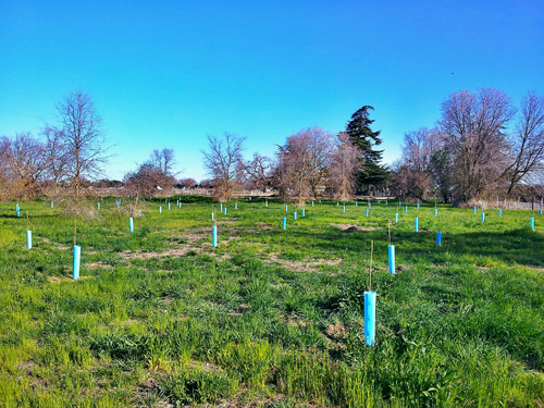 Reserve oak planting