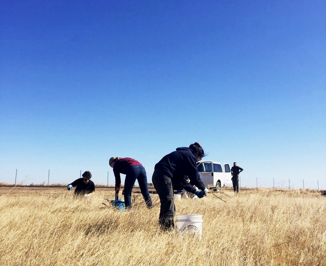 The S.E.E. Putah Creek team works to harvest seeds.