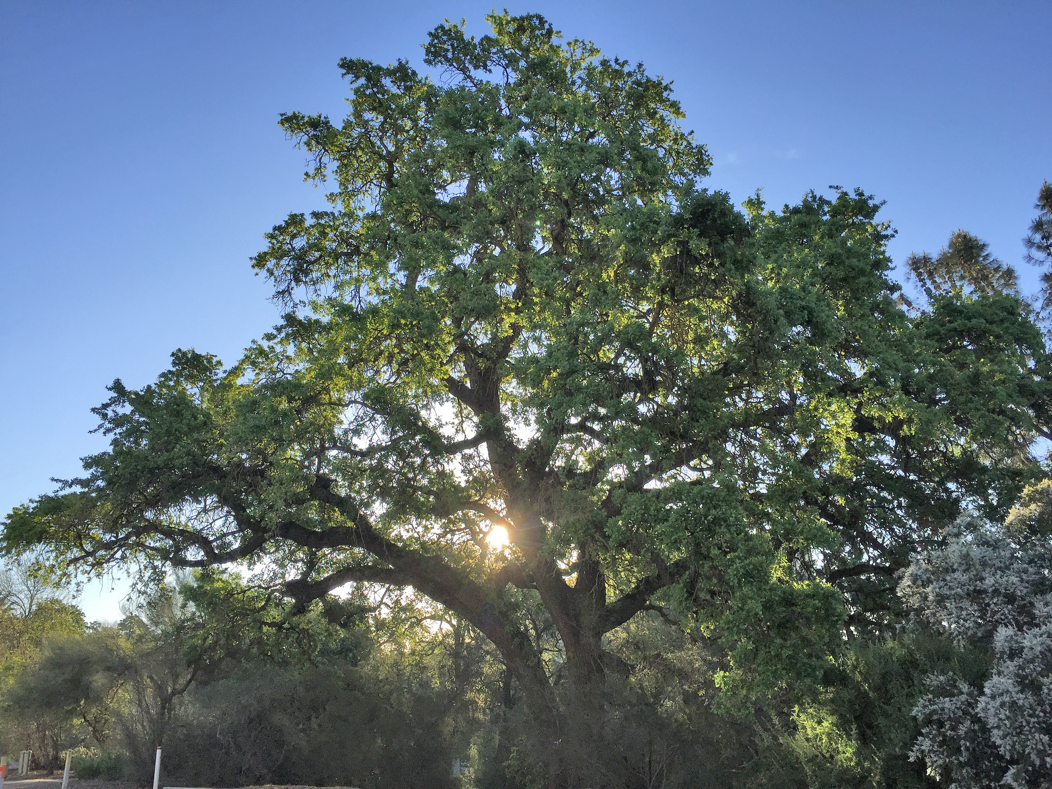 Image of a valley oak.