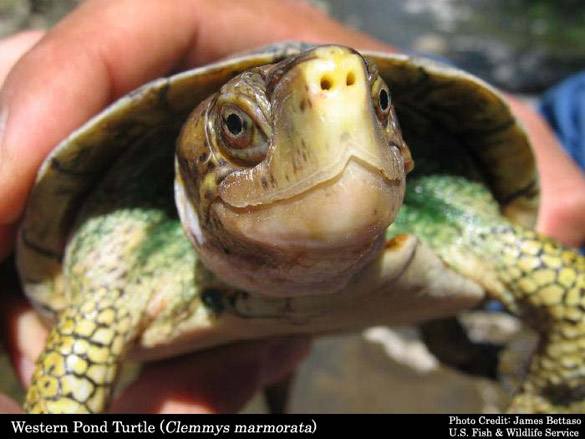 Western pond turtle