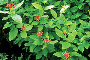 Western spicebush