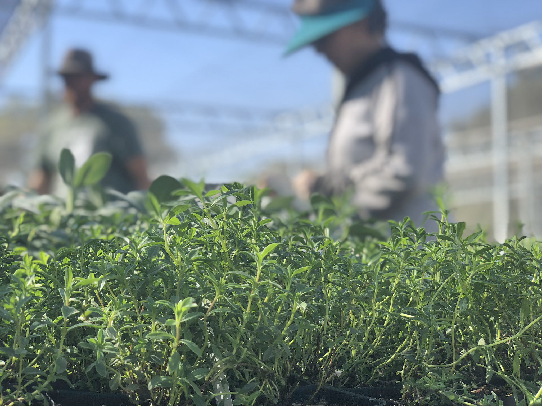 Image of winter savory.