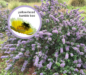 Yellow-faced bumble bee