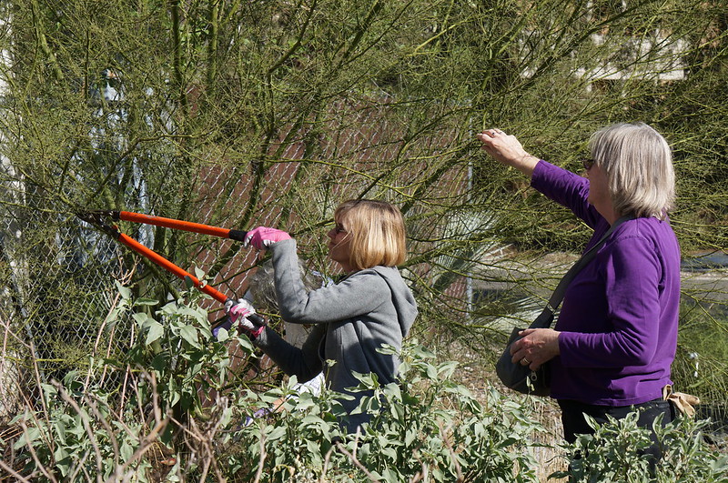 Two Arboretum volunteers prune a plant