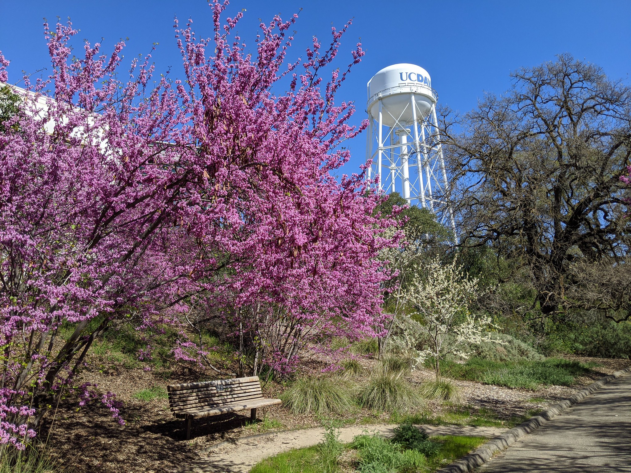 A blooming western redbud in the foreground and a UC Davis water tower