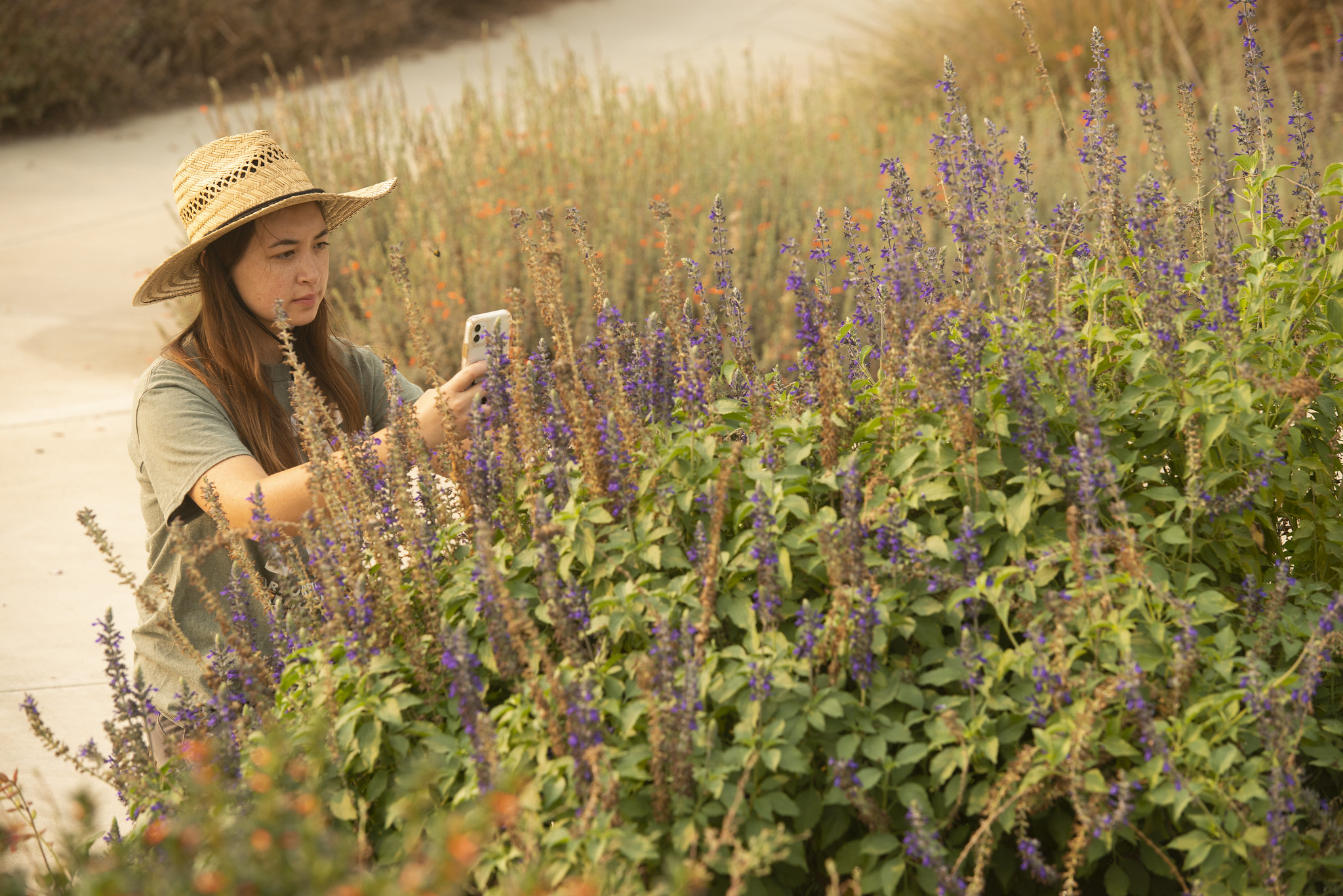 Image of person taking photos flowers with a phone.