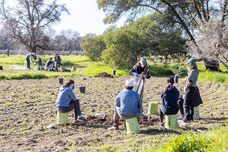 Image of students and staff planting trees for the Texas Tree Trial research project.