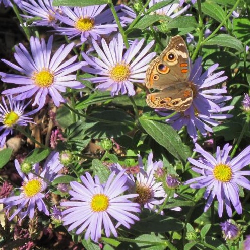 A moth perches on purple flowers