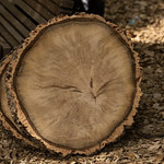Image of a cork oak round featuring its age rings.