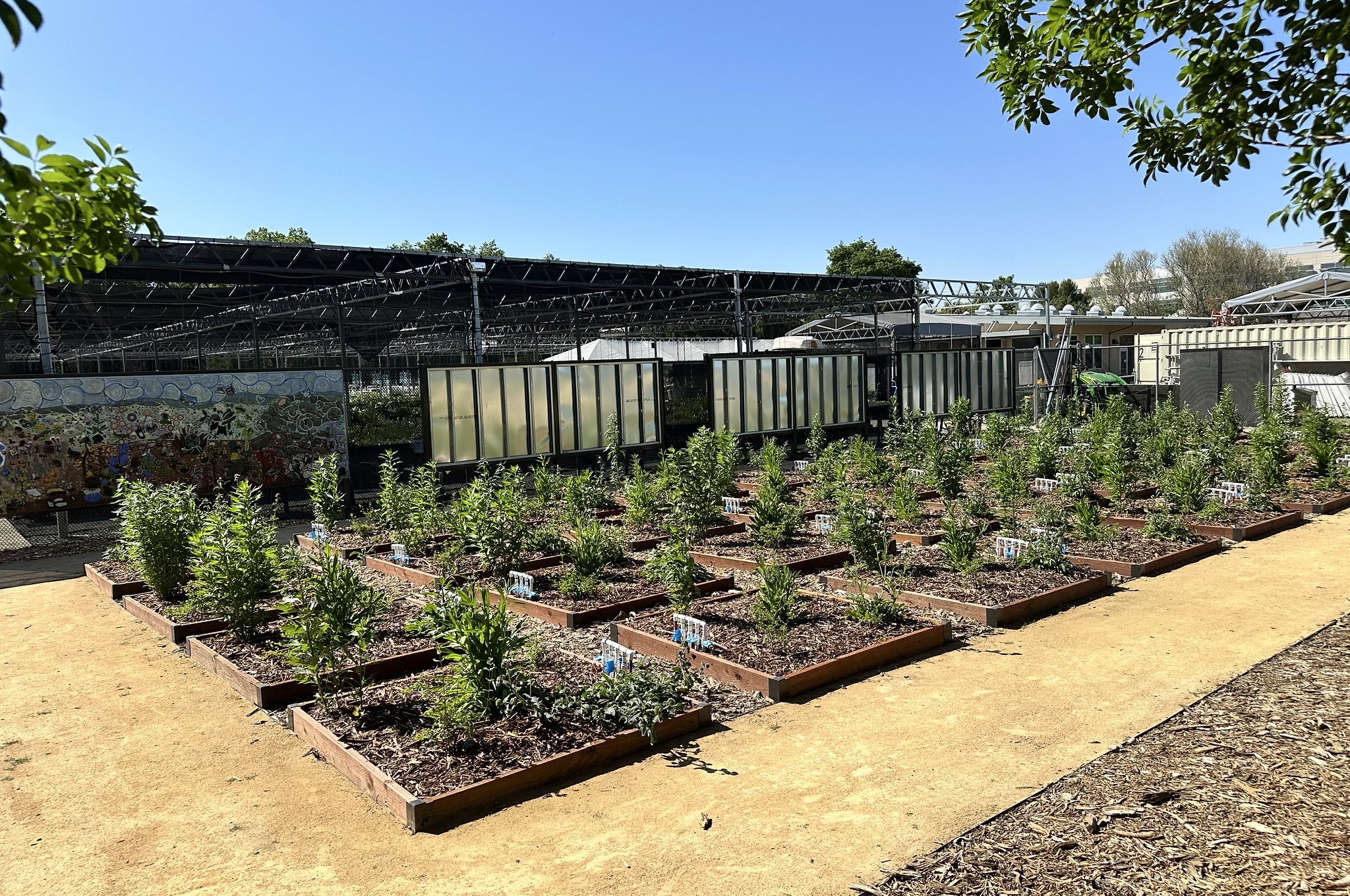 Photo of rows of garden plots in the Climate Adaptation Living Lab