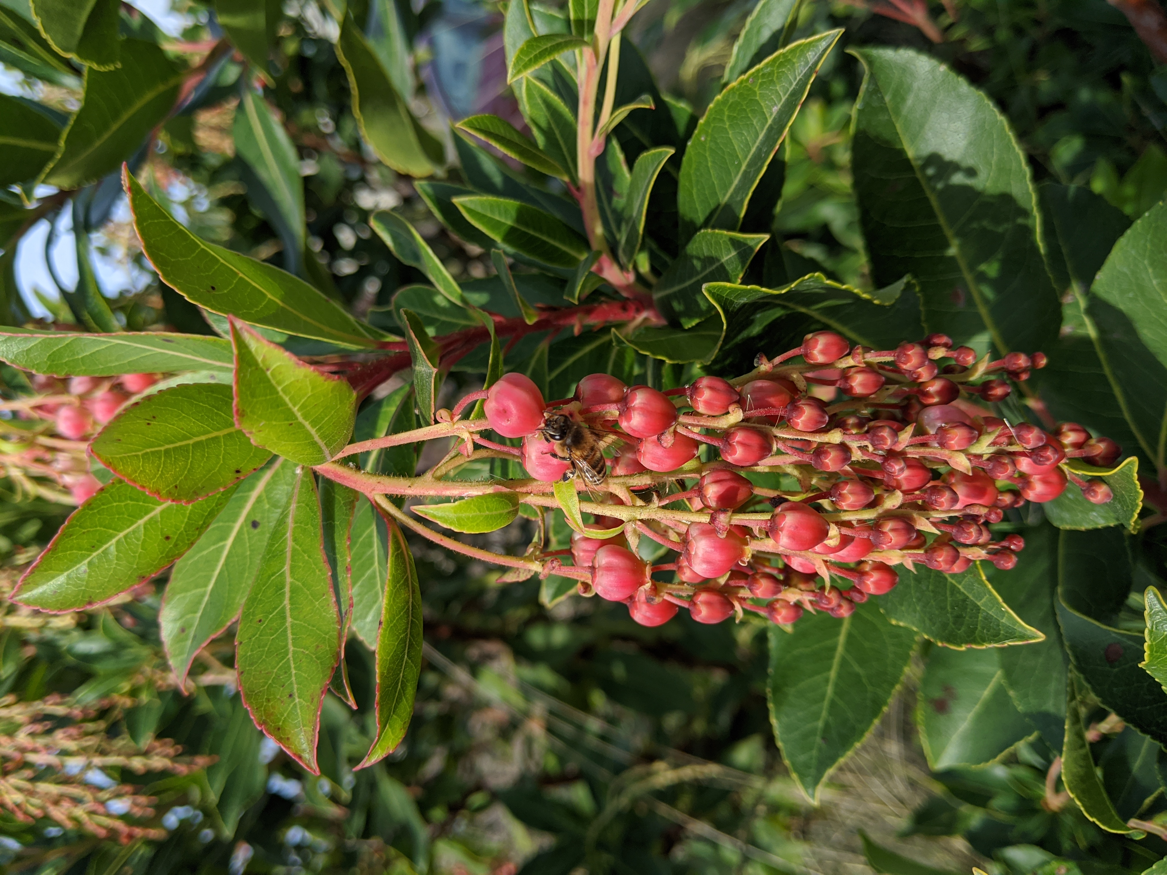 Marina madrone