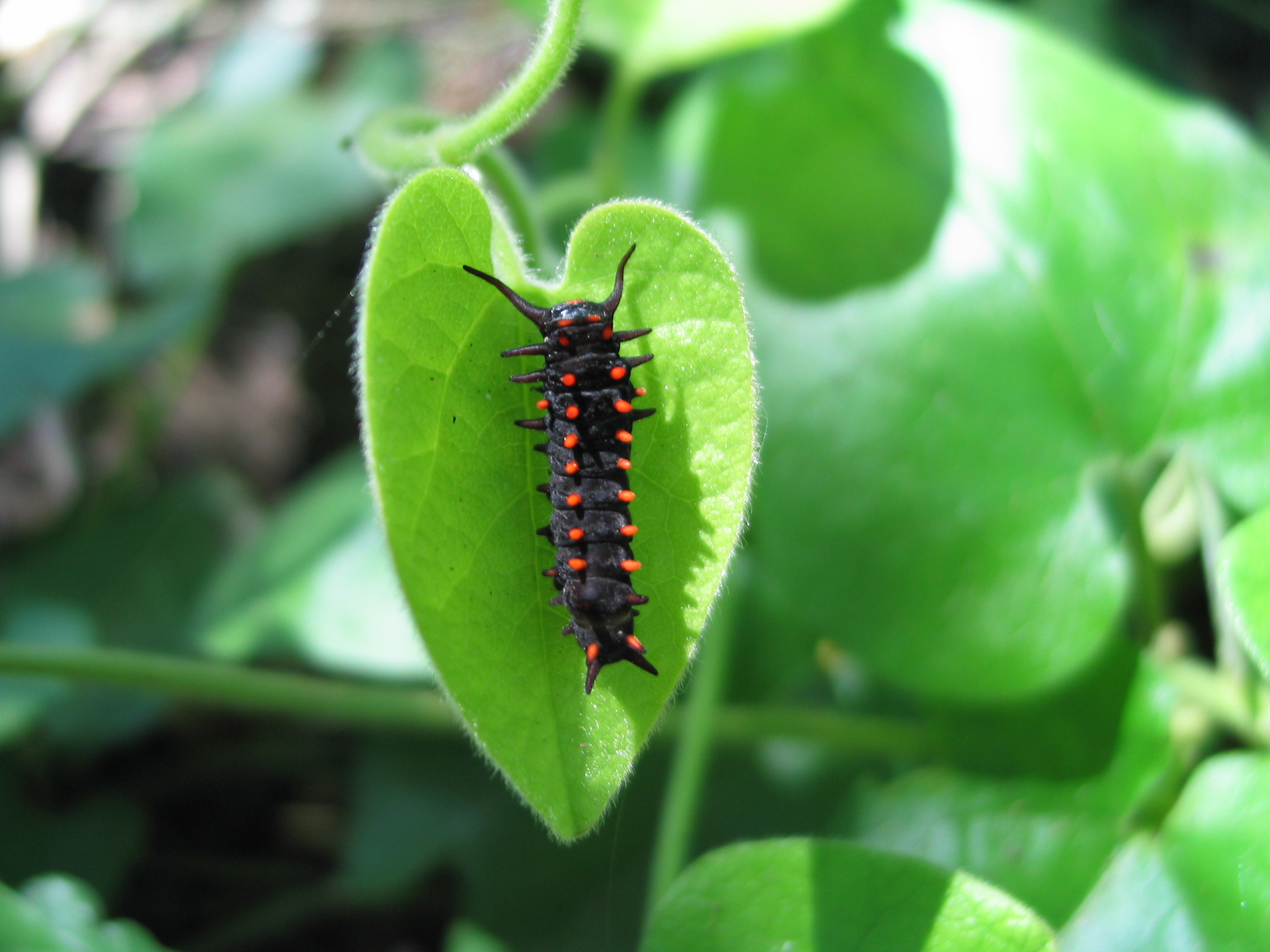 Image of California pipevine with pipevine swallowtail larva on its leaf.