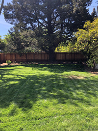 Strupp's backyard before removing the grass