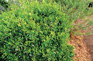 Australian bluebell creeper