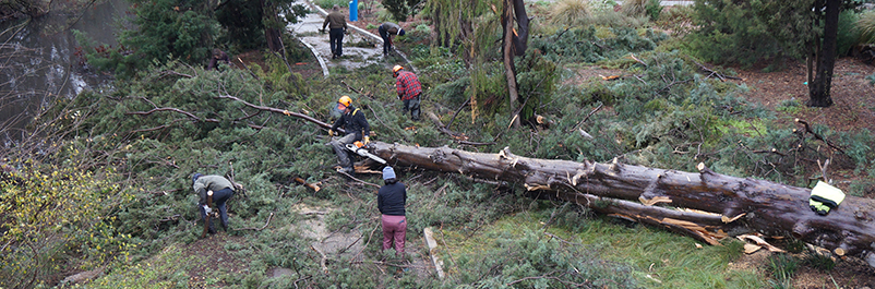 Image of UC Davis Arboretum and Public Garden staff clearing a felled Guadalupe Island pine from the collection.